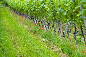 Buying Sustainably – What It Means for Drinks Buyers