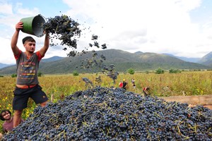 Over 170 Georgian wines at London Wine Fair, as Georgians look west