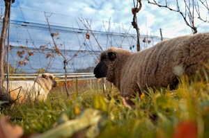 Brands are Built on Stories, and Sustainability Must be Central to the Stories We’re Telling Wine Drinkers