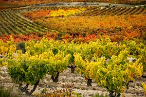 Can you taste how old the vines are in your wine?