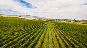 Romania, a country with a long and established wine culture, at London Wine Fair 2023.